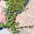 Elephant, jade succulent cuttings 1 thumbnail