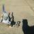 Harley trailer hitch 1 thumbnail