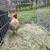 Rooster 4 thumbnail