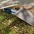 FREE: Vintage newspapers, electronic, ironing board, lumber etc 1 thumbnail