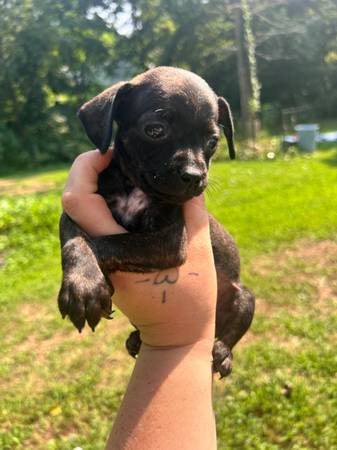 Male Chihuahua puppy (Chillicothe)