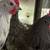 Hatching Eggs Pick and Choose Assortment 16 thumbnail