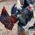 HATCHING EGGS 3 thumbnail