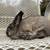 Rabbit 2 thumbnail