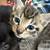 Kittens for free 5 thumbnail
