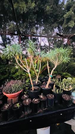 Euphorbia lambii - Tree euphorbia 1