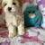 Maltipoo 6 thumbnail