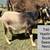 Nigerian Dwarf bucks 2 thumbnail