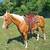 Palimino Gelding 5 thumbnail