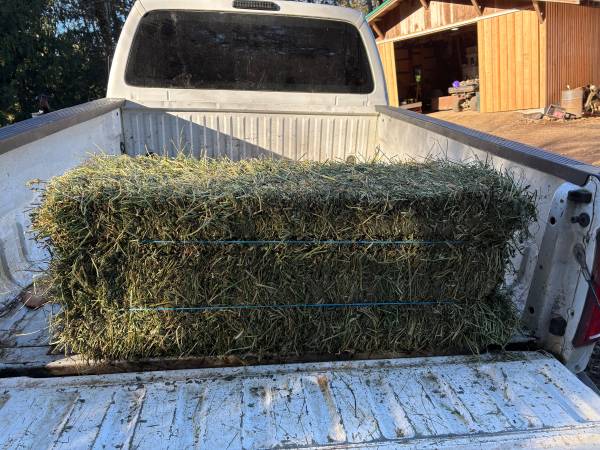 Alfalfa 1