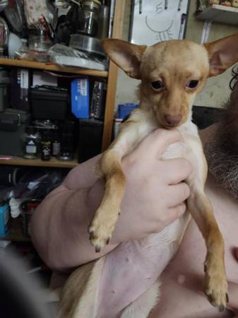 Chihuahua needs home63993568484226121