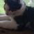 kitten 2 thumbnail