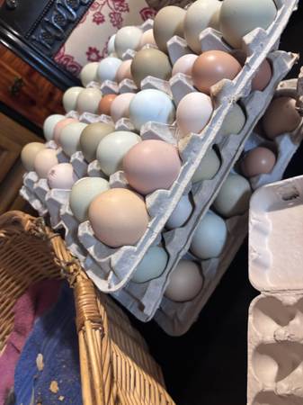 Chickens eggs 1