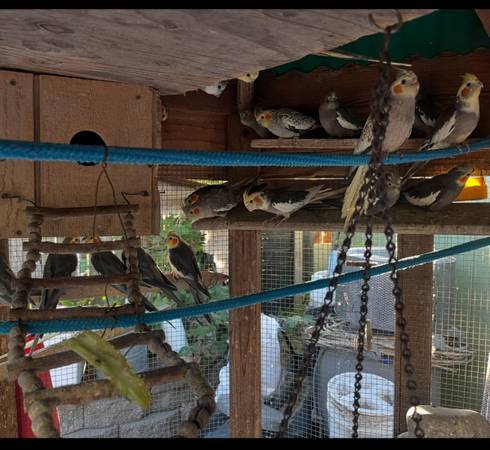 $150 Re-homing fee 1