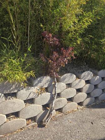 Japanese maple burgundy lace tree (multiple pieces) - $75 (San Jose)63471232523267123