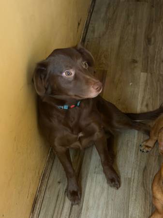 Border collie lab mix 1