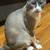 Manx kittens 3 thumbnail