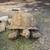 Male tortoise 3 thumbnail