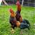 Very Nice Small Bantam Thai Chicken 3 thumbnail