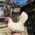 White azteca bantam hen 2 thumbnail