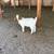 Feeder goats 8 thumbnail