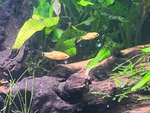 Five Young Gold Barbs539646761663866882