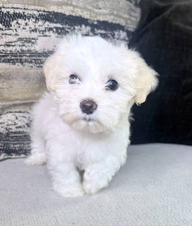 Cachorros de raza mixta534983005355397121