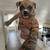 American Bully Puppies 9 thumbnail