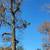 Amigos tree removal free estimates 8 thumbnail