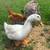 Poultry Flock 6 thumbnail