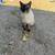 Siamese Cat 1 thumbnail