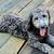 Golden doodle pups 1 thumbnail