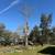 TREE SERVICE , tree service removals 1 thumbnail