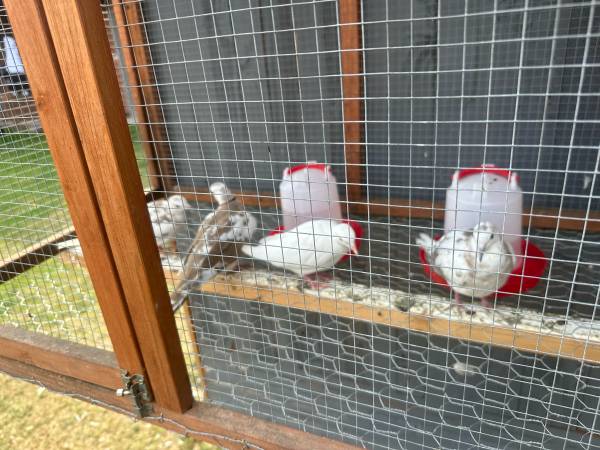 Doves (Seattle)63684489422467122