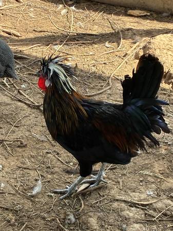 Chickens (San Saba)564510281685411845