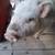 Potbelly pig 1 thumbnail