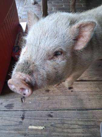 Potbelly pig 1