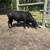Mini black bull 2 thumbnail