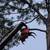 ***TREE, BRANCH, AND STUMP REMOVAL***Certified Arborist 2 thumbnail