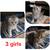 Scottish Fold kittens 1 thumbnail
