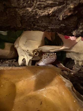 Leopard geckos and enclosure63625176111745123