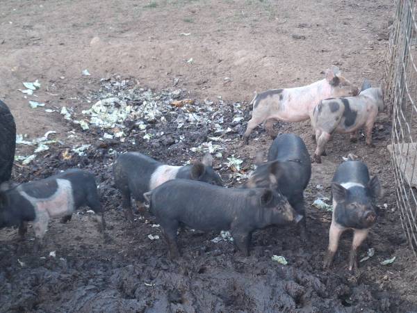 Piglets 1