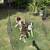 Border Collies Pups 3 thumbnail