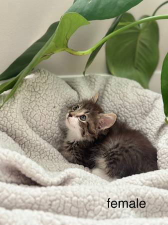 Tabby Kittens? (Everett)63684416422659123