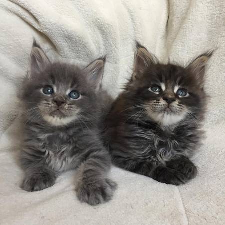 Maine coon Kittens63765289628033120