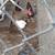 Mongolizes pigs fat tail sheep and goats 11 thumbnail