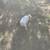 Two Great Farm Dogs in One - 1/2 Pyrenees;1/2 Blue Heeler 11 thumbnail