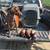 German shorthead pointer 7 thumbnail