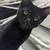 Kittens and cats available for rehoming 10 thumbnail