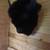 Real Bison Head 1 thumbnail